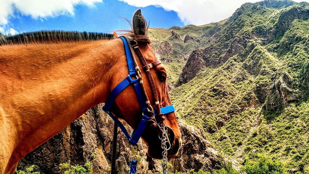 Horse