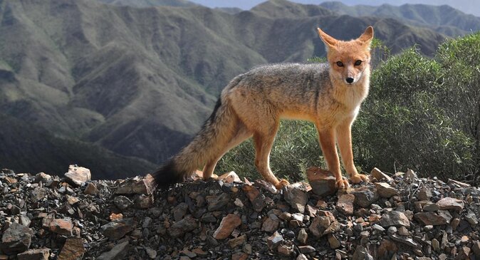 Red fox